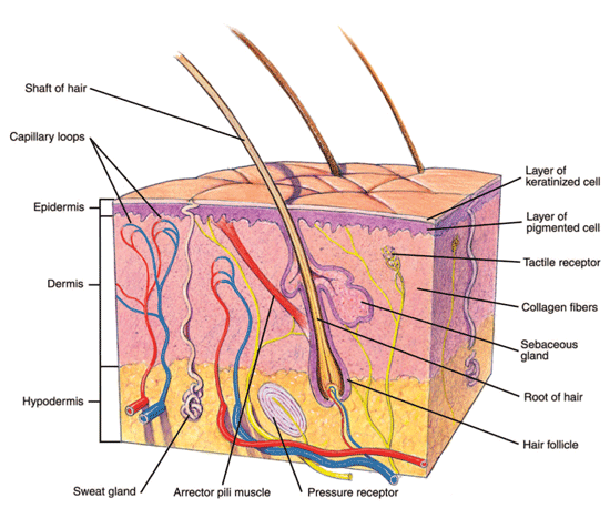 Close-up of skin