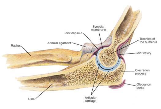 Synovial membrane in the elbow joint